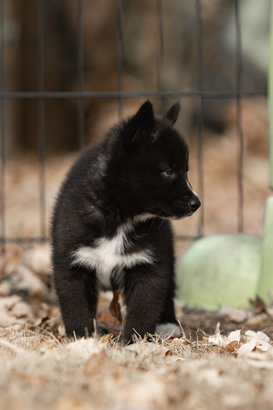 Of Umok's Dreams - Chiots disponibles - Siberian Husky