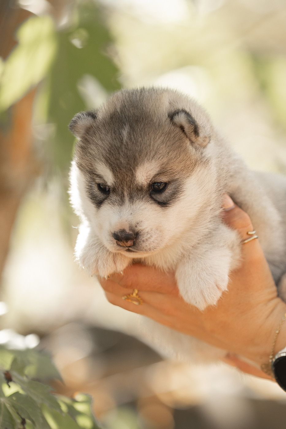 Of Umok's Dreams - Chiots disponibles - Siberian Husky