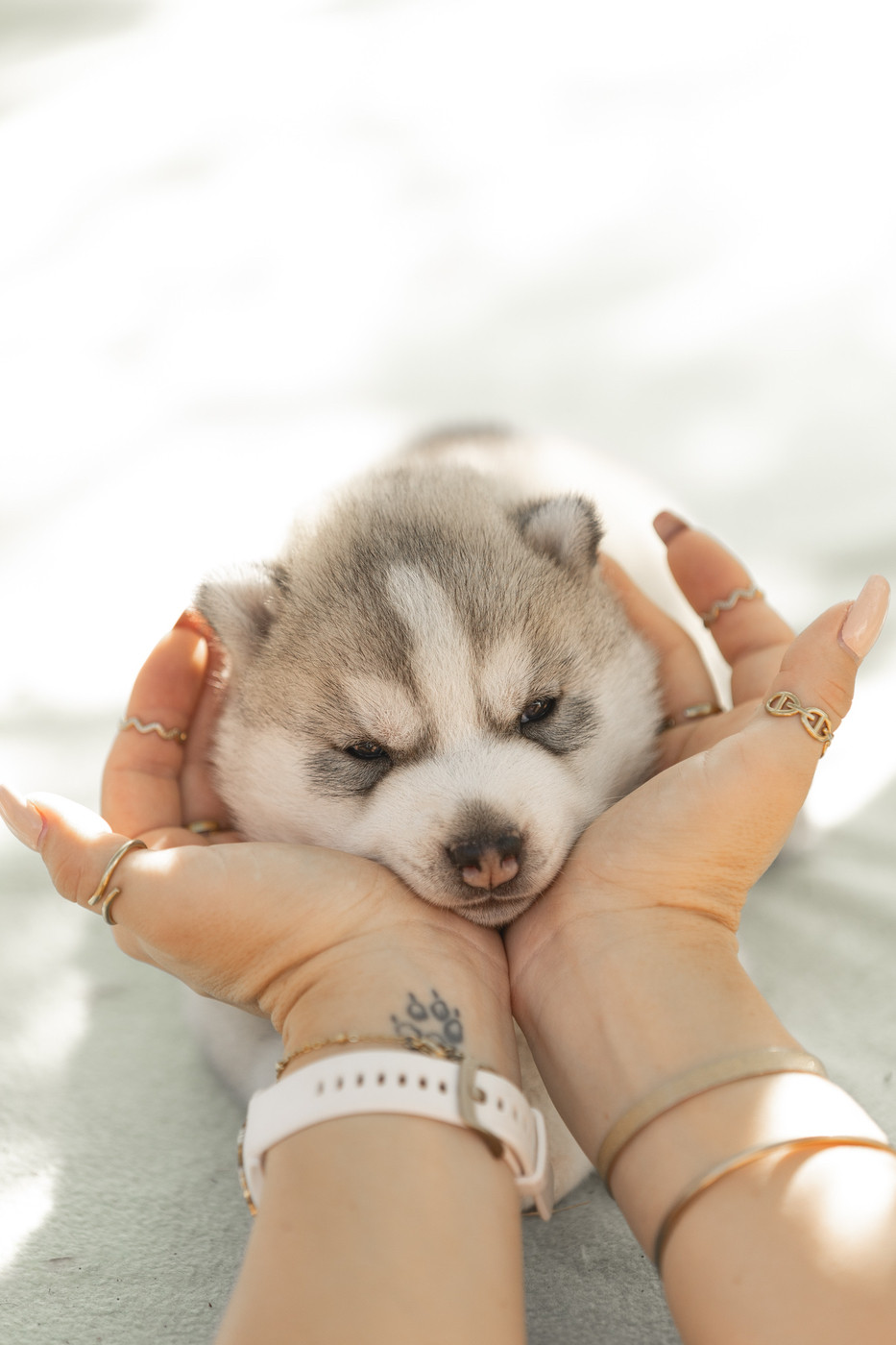 Of Umok's Dreams - Chiots disponibles - Siberian Husky