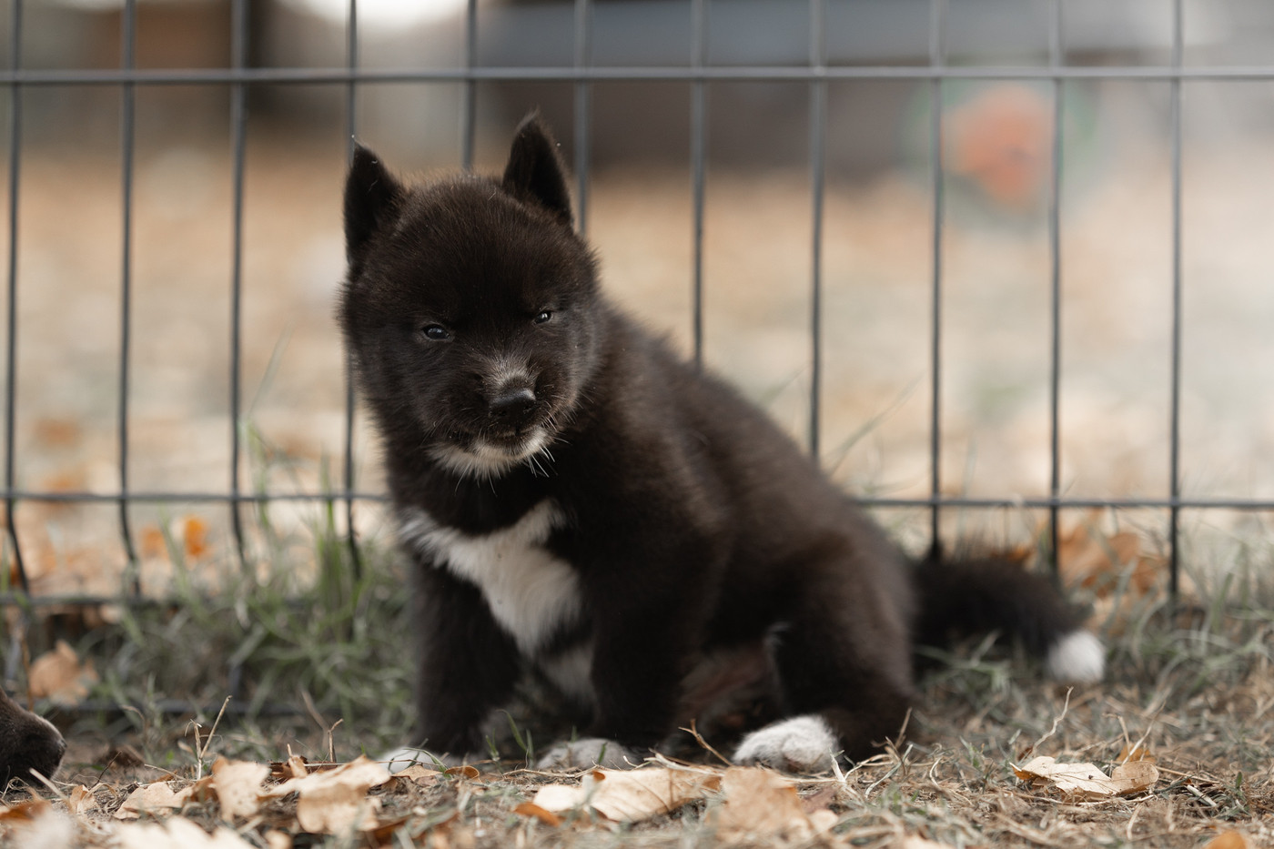 Of Umok's Dreams - Chiots disponibles - Siberian Husky