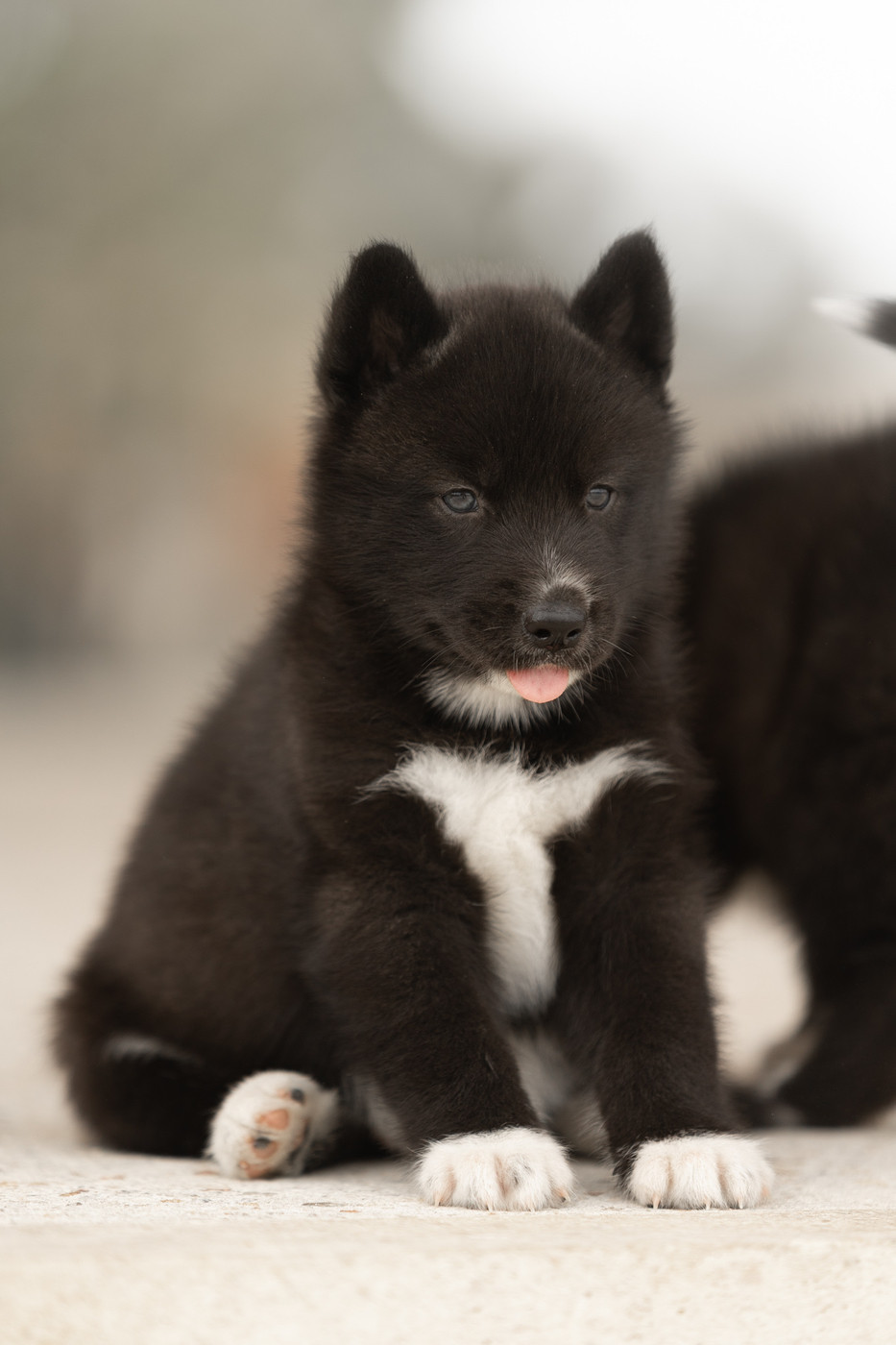 Of Umok's Dreams - Chiots disponibles - Siberian Husky