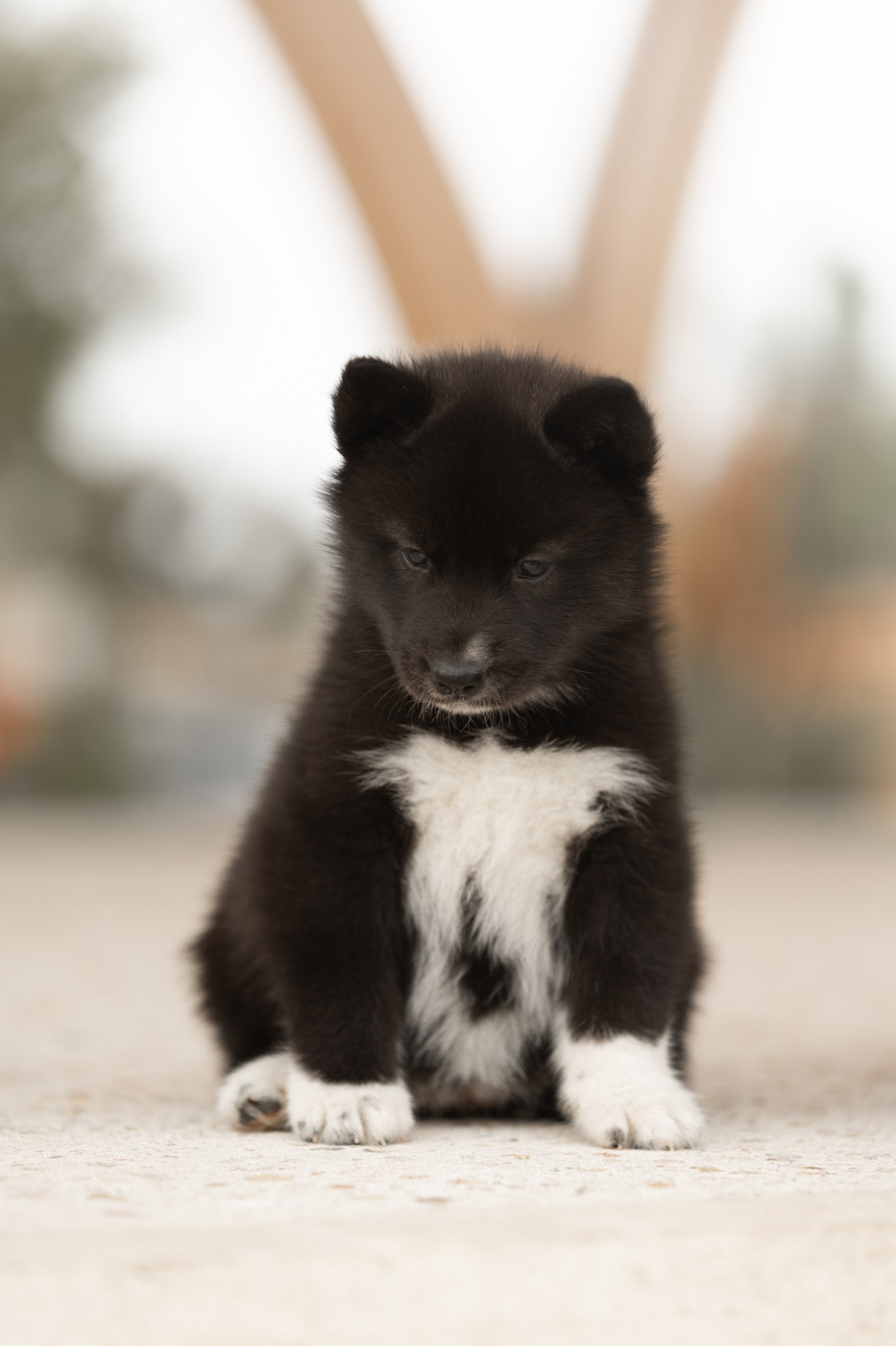 Of Umok's Dreams - Chiots disponibles - Siberian Husky