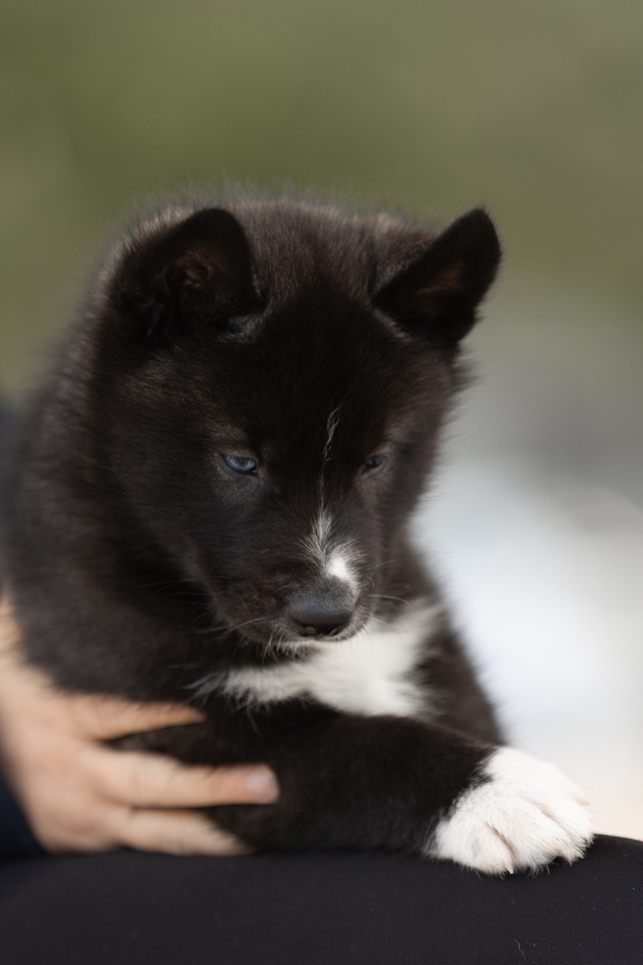 Of Umok's Dreams - Chiots disponibles - Siberian Husky