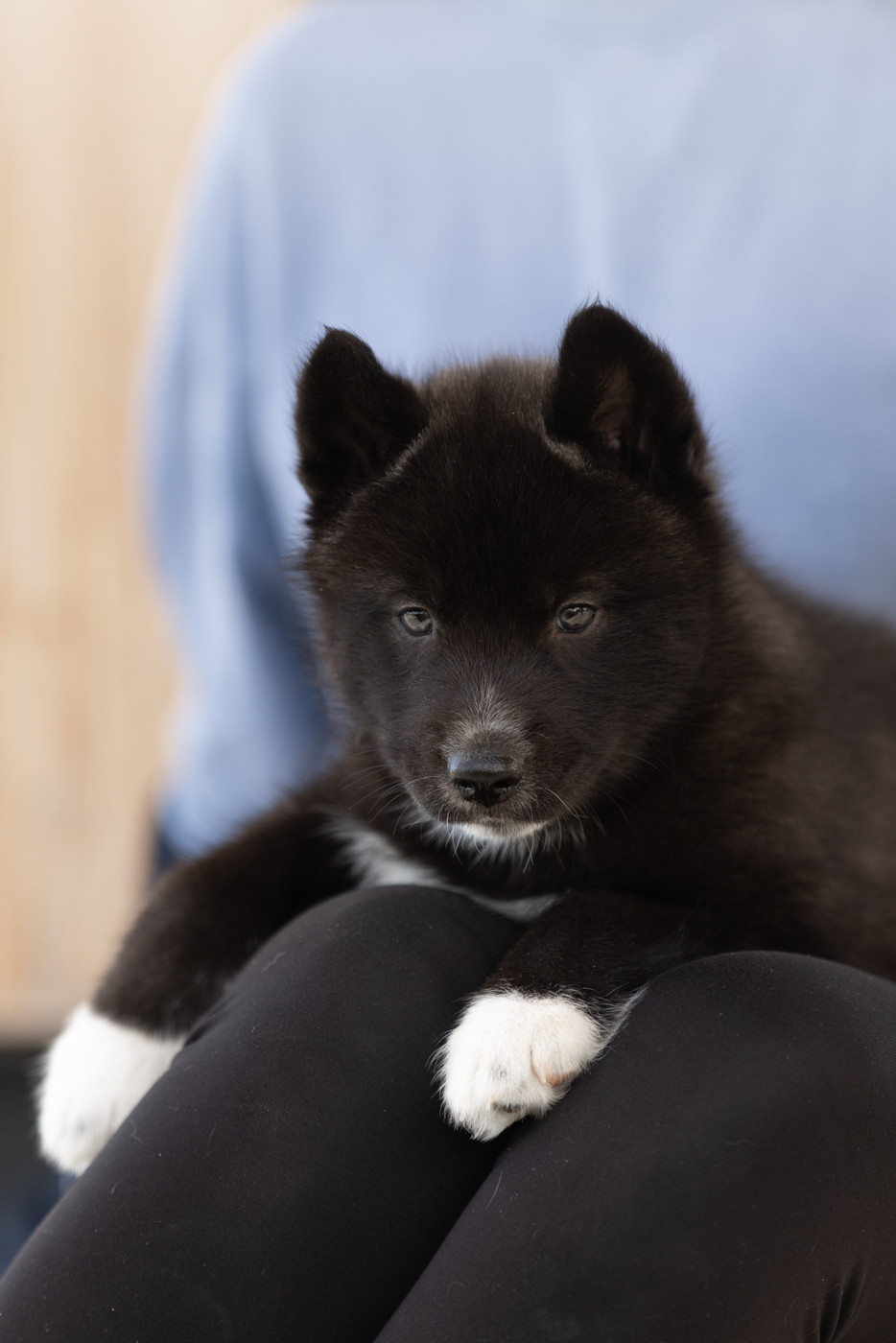 Of Umok's Dreams - Chiots disponibles - Siberian Husky