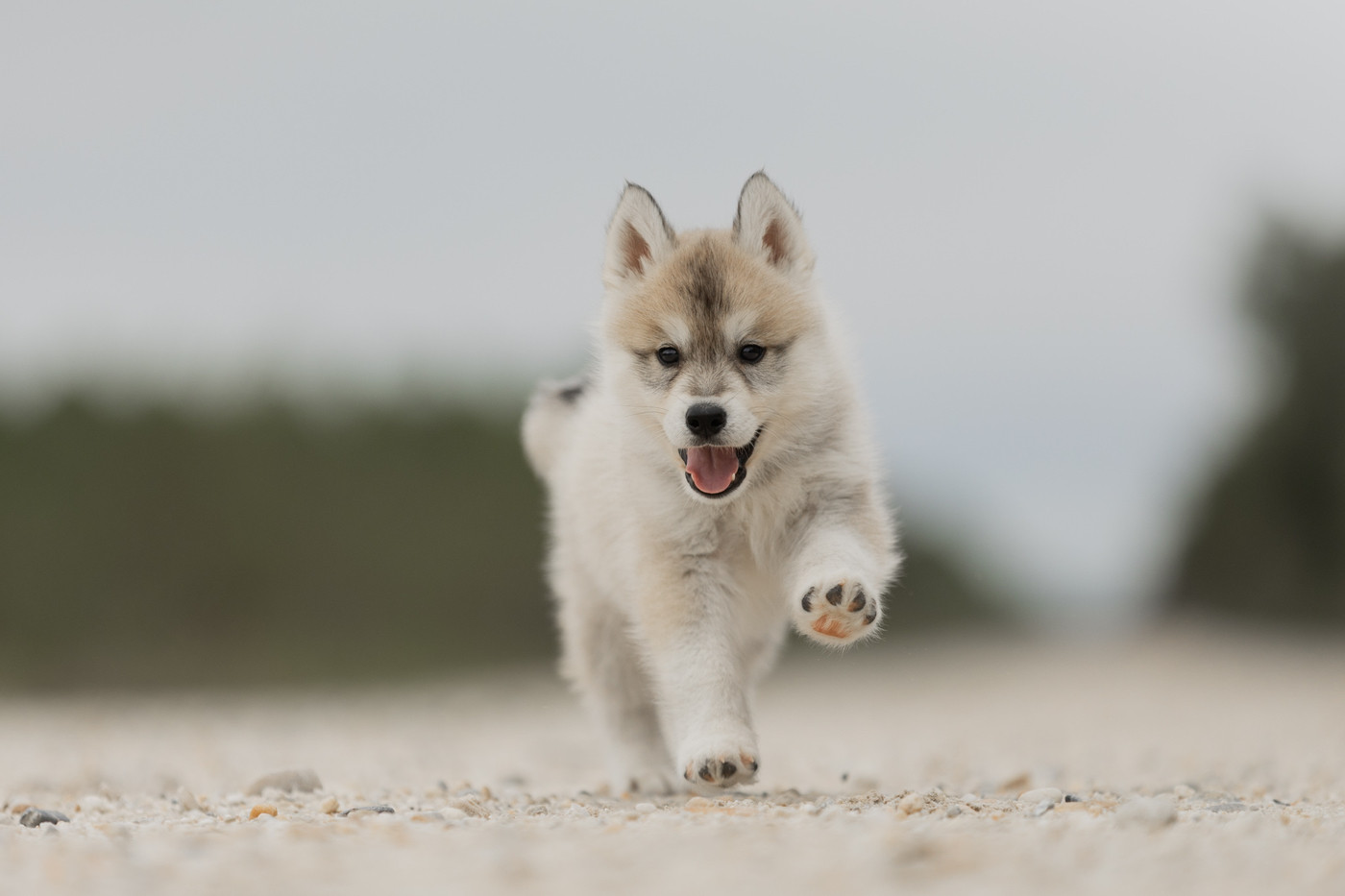 Of Umok's Dreams - Chiots disponibles - Siberian Husky