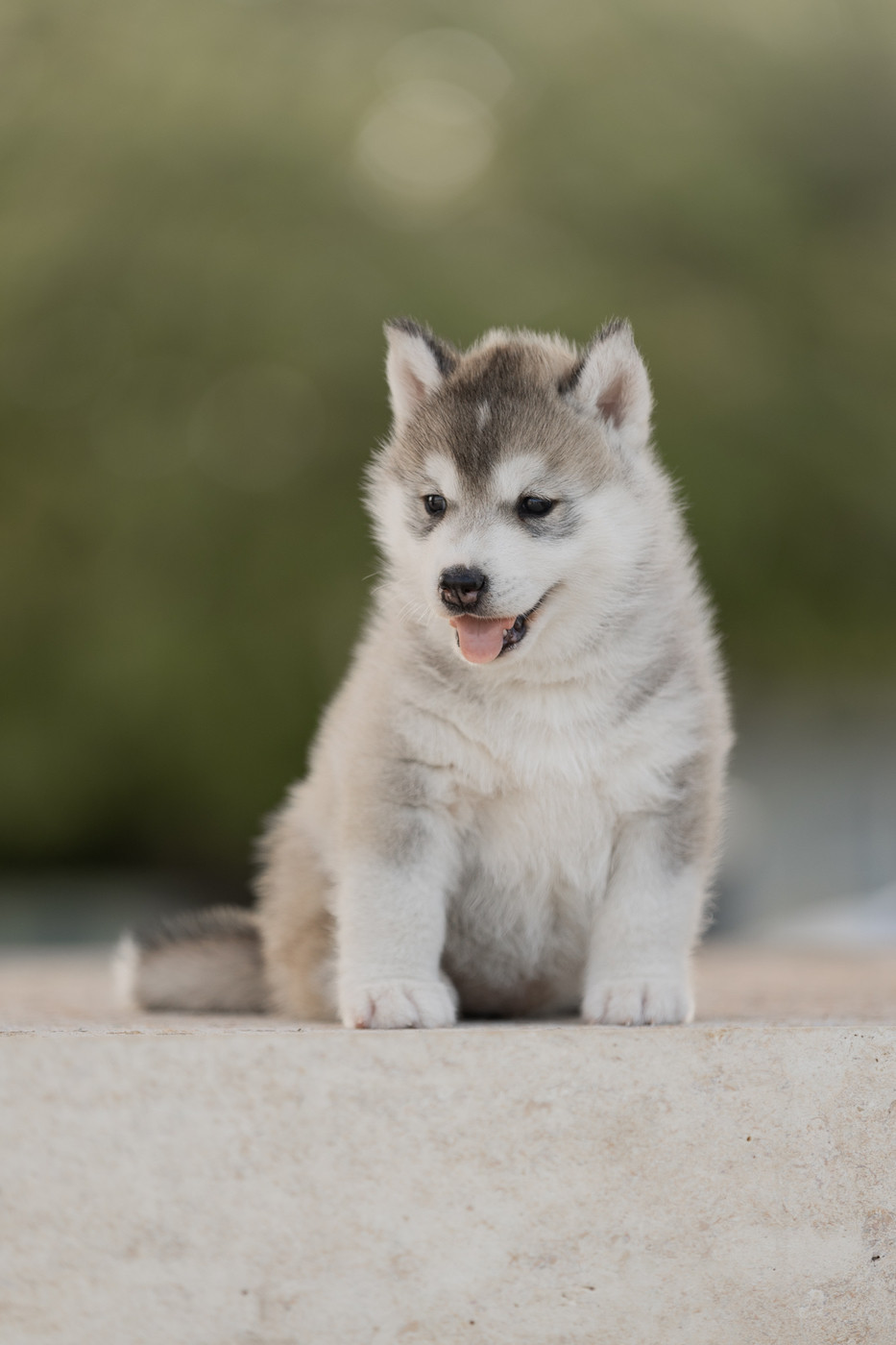 Of Umok's Dreams - Chiots disponibles - Siberian Husky
