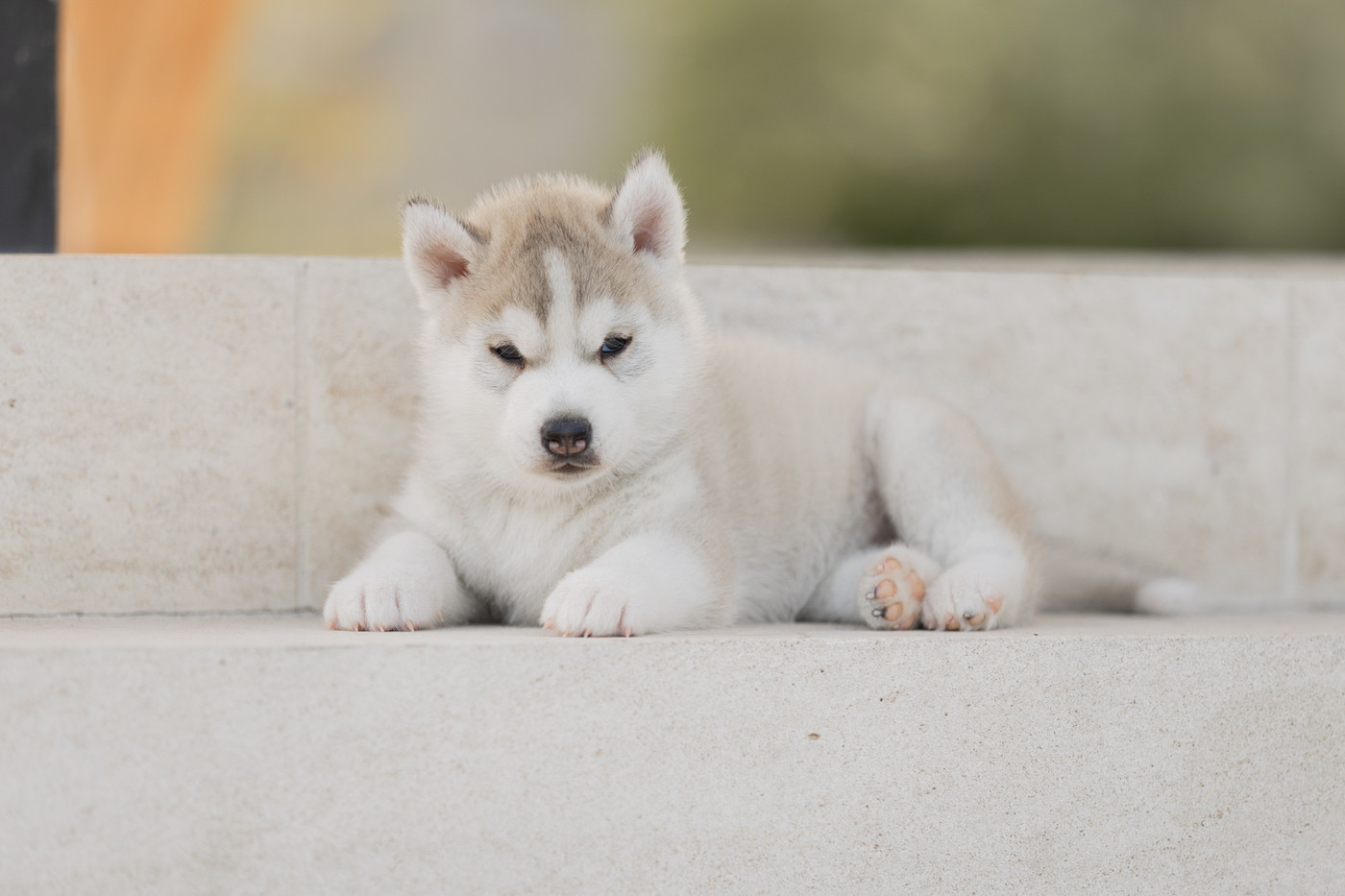 Of Umok's Dreams - Chiots disponibles - Siberian Husky