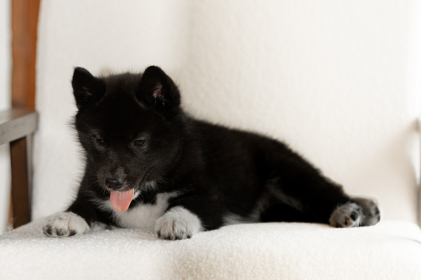 Of Umok's Dreams - Chiots disponibles - Siberian Husky