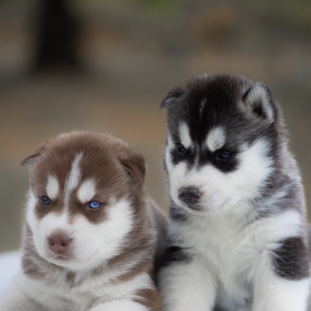 Of Umok's Dreams - Chiots disponibles - Siberian Husky
