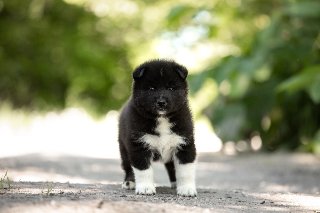 Of Umok's Dreams - Chiots disponibles - Siberian Husky