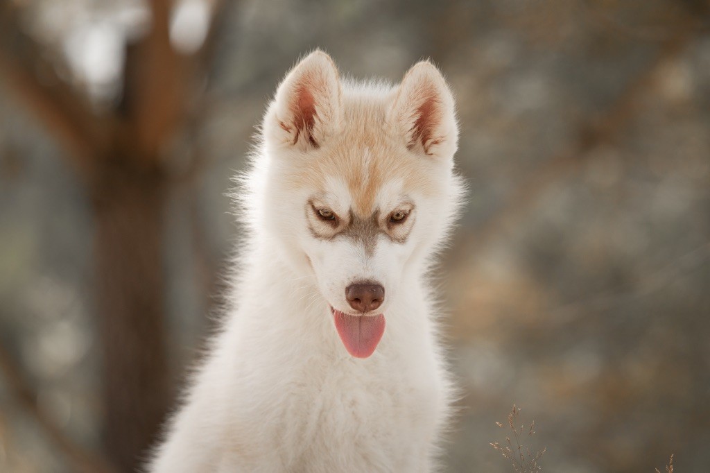 Of Umok's Dreams - Chiots disponibles - Siberian Husky