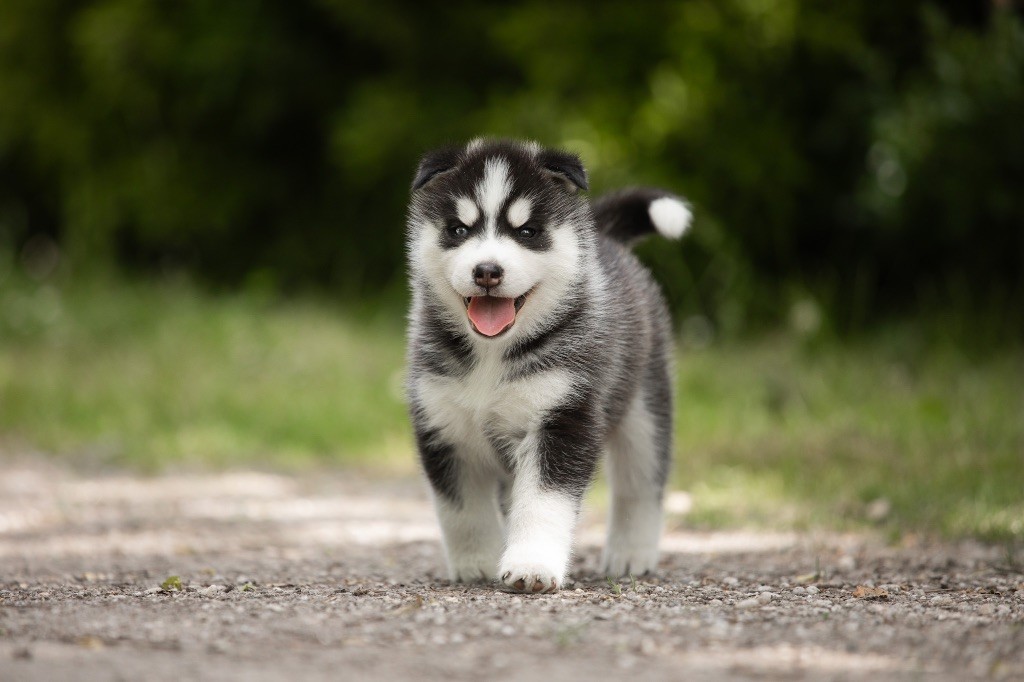 Of Umok's Dreams - Chiots disponibles - Siberian Husky