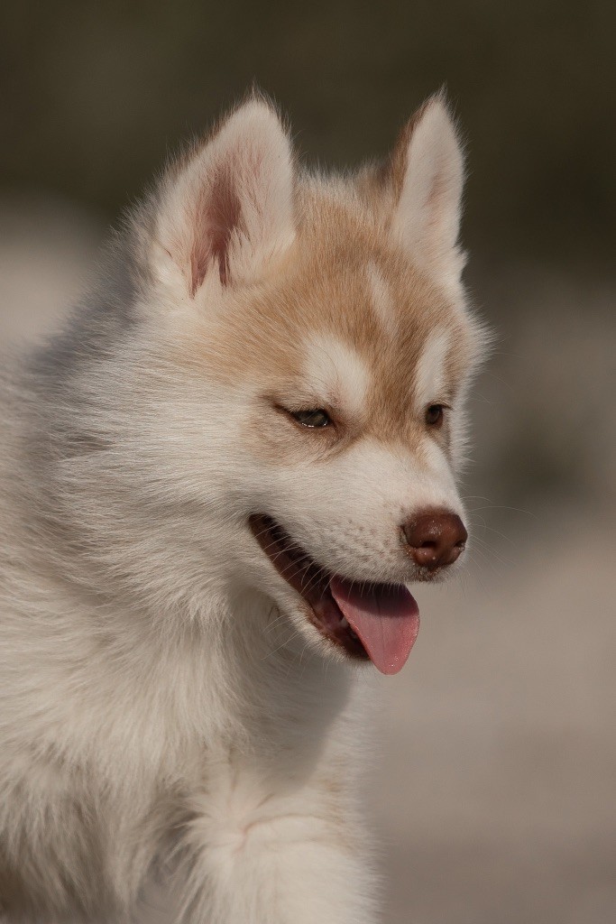 Of Umok's Dreams - Chiots disponibles - Siberian Husky