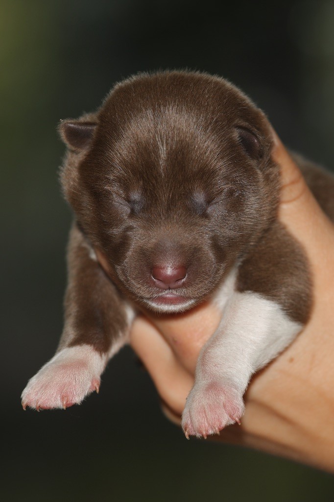 Of Umok's Dreams - Chiots disponibles - Siberian Husky