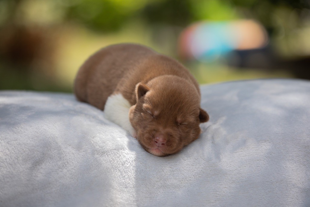 Of Umok's Dreams - Chiots disponibles - Siberian Husky