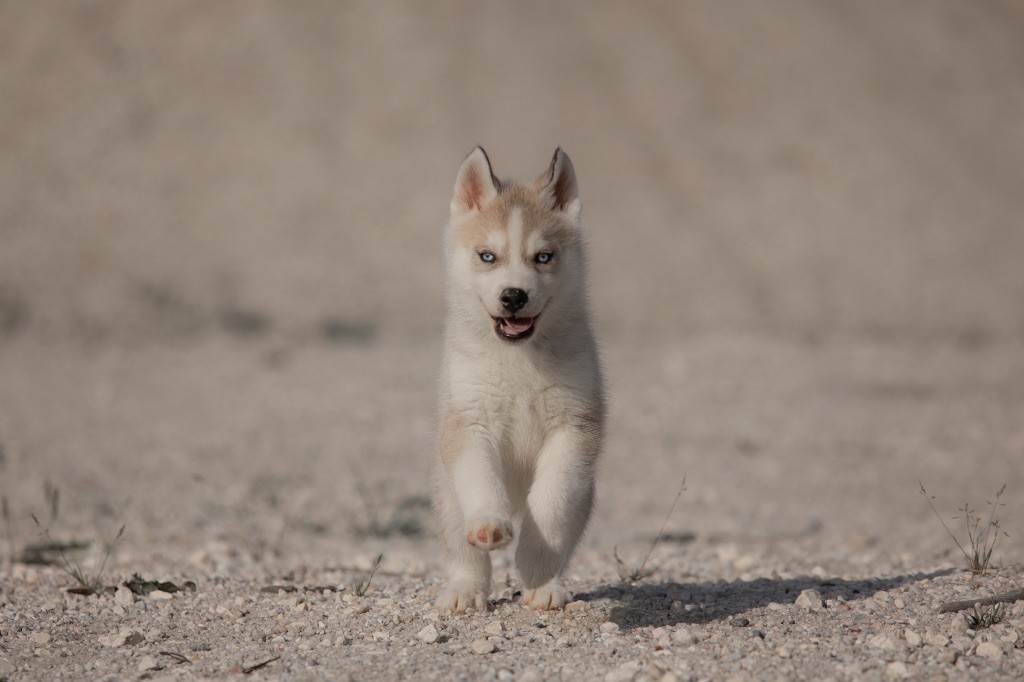 Of Umok's Dreams - Chiots disponibles - Siberian Husky