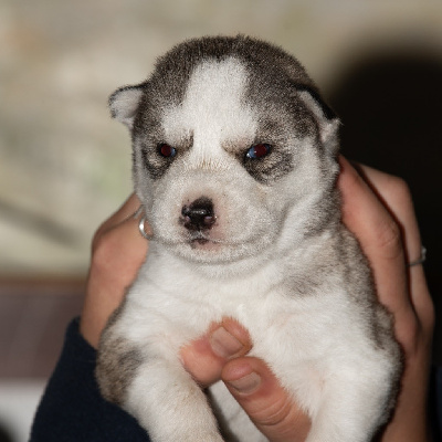 CHIOT