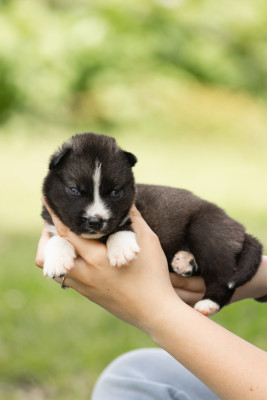 CHIOT 4