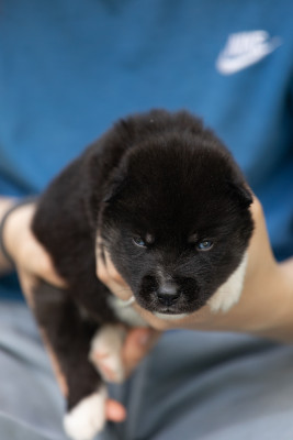 CHIOT 5