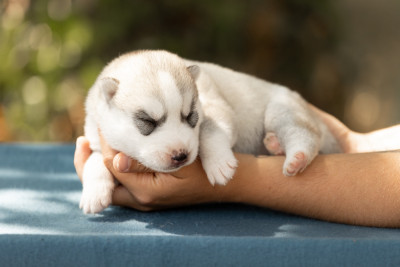 CHIOT 4