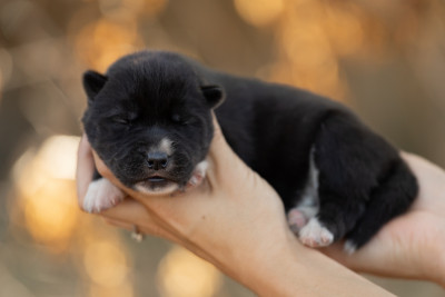 CHIOT 3