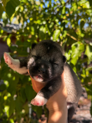 CHIOT 3