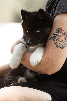 ARTEMIS