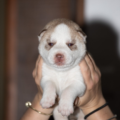 CHIOT