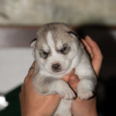 CHIOT