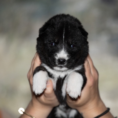 XENA