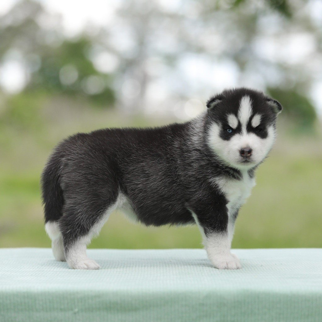 Of Umok's Dreams - Chiots disponibles - Siberian Husky