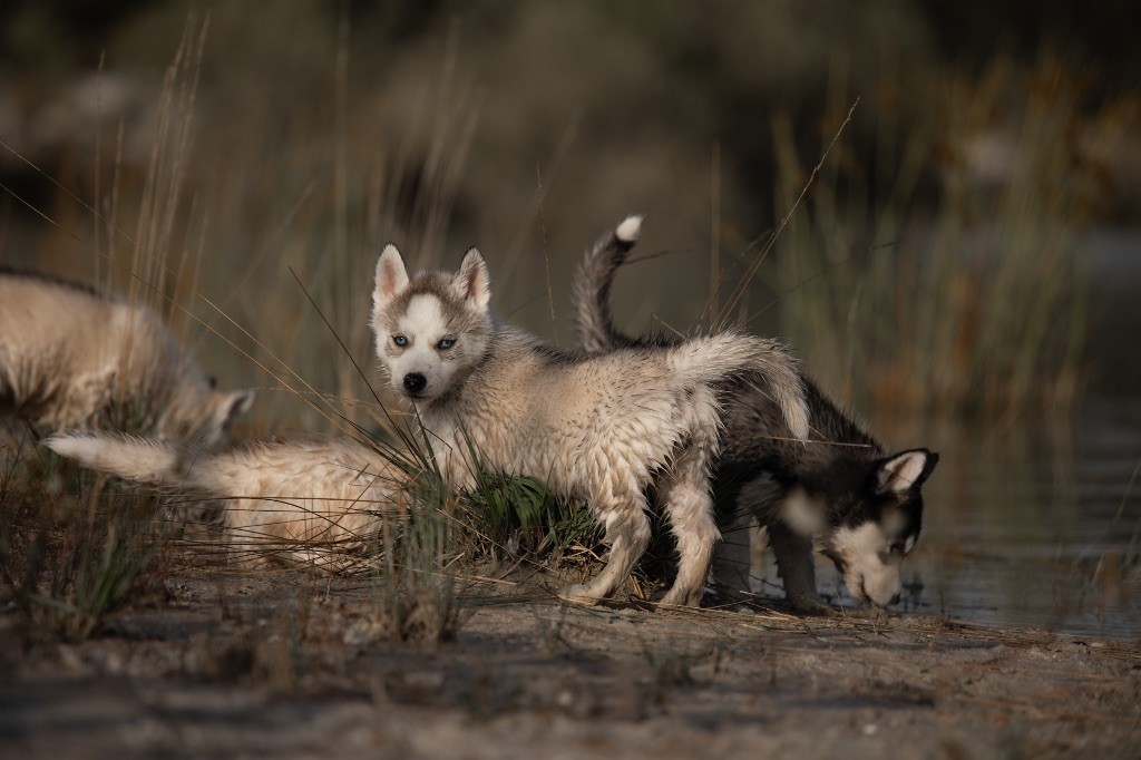 Of Umok's Dreams - Chiots disponibles - Siberian Husky