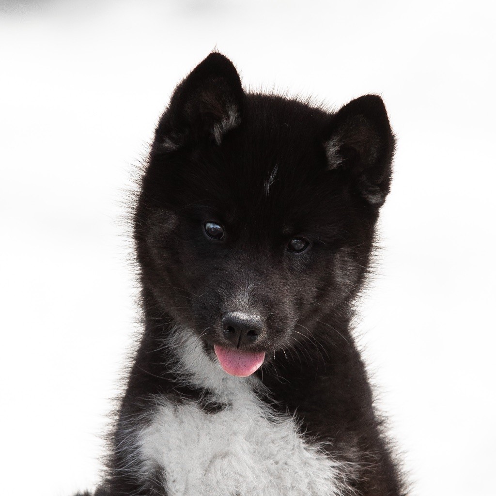 Of Umok's Dreams - Chiots disponibles - Siberian Husky