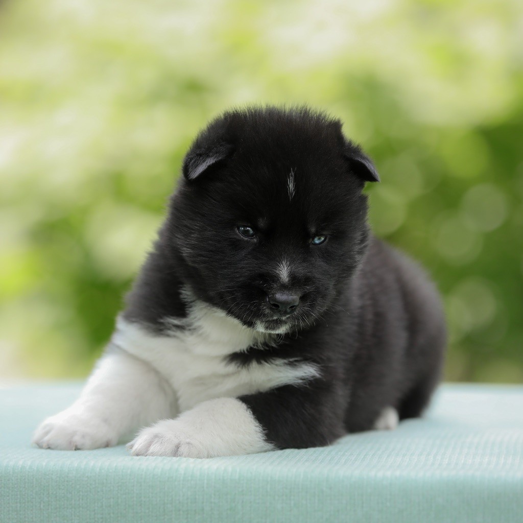 Of Umok's Dreams - Chiots disponibles - Siberian Husky