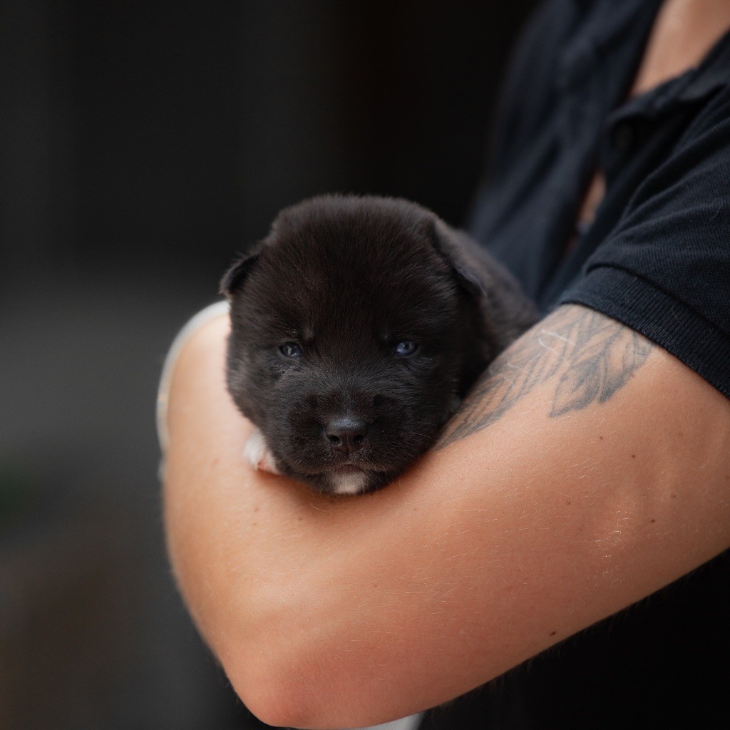 Of Umok's Dreams - Chiots disponibles - Siberian Husky