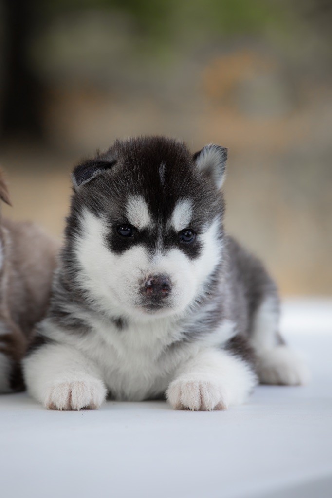 Of Umok's Dreams - Chiots disponibles - Siberian Husky